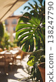 Lush green monstera leaf in a vibrant balcony garden with wooden furniture and sunlight 138247790