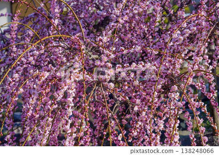 Weeping plum trees in full bloom: A spring scene with pink blossoms raining down. 138248066