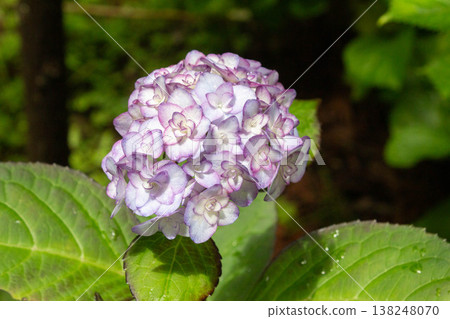 繡球花(佐織小姐) 繡球花(佐織小姐) 138248070