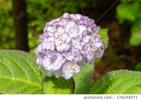 Hydrangea flower (Miss Saori) 138248071