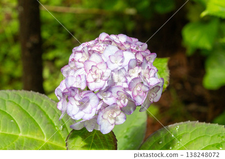 Hydrangea flower (Miss Saori) 138248072