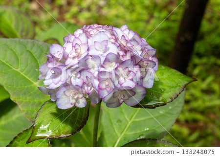 繡球花（佐織小姐） 138248075