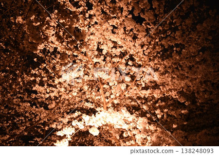 紅櫻桃樹 紅櫻桃樹 138248093