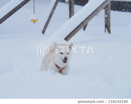 一隻白狗在雪地公園散步 138248100