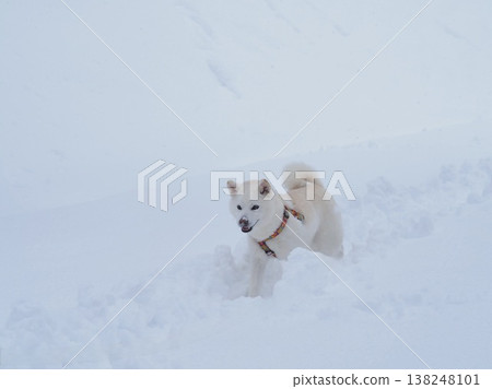 一隻白狗在雪地公園散步 一隻白狗在雪地公園散步 138248101