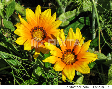 Two Treasure Flowers Catching The Sun Two Treasure Flowers Catching The Sun 138248154