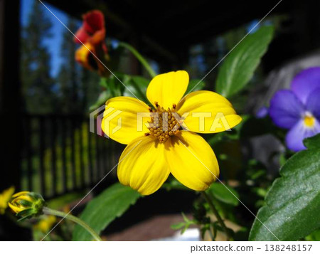 Colorful Porch Container Garden Flowers 138248157