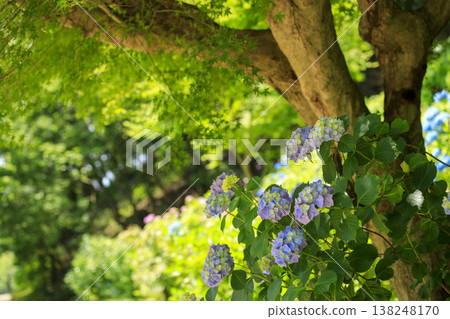 初夏花園：綠楓葉和繡球花 138248170