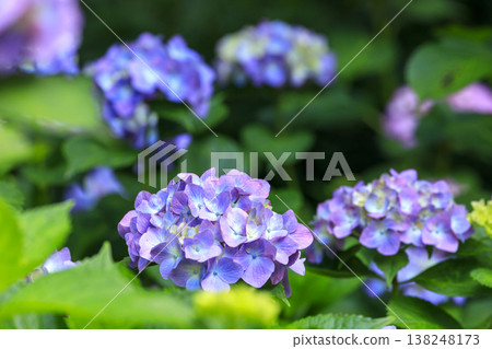 Hydrangea flowers blooming at Sankeien, a famous spot for hydrangeas. 138248173
