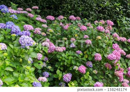 Hydrangea flowers blooming at Sankeien, a famous spot for hydrangeas. 138248174