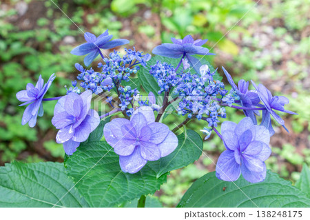 Hydrangea flowers (horoscope) 138248175