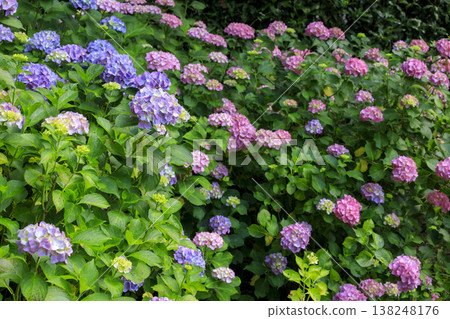 Hydrangea flowers blooming at Sankeien, a famous spot for hydrangeas. 138248176