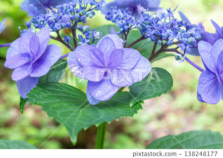 Hydrangea flowers (horoscope) Hydrangea flowers (horoscope) 138248177