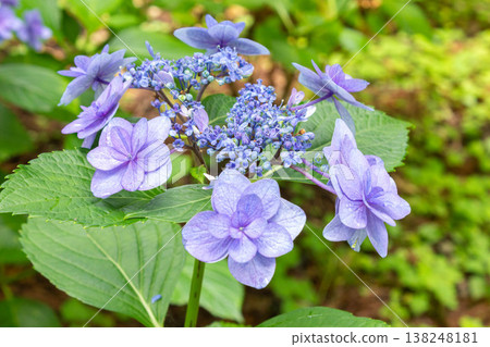Hydrangea flowers (horoscope) Hydrangea flowers (horoscope) 138248181