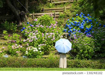 Hydrangea garden at Sankeien in early summer Hydrangea garden at Sankeien in early summer 138248182