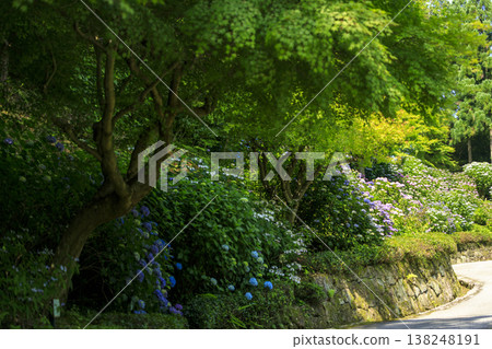 Hydrangeas blooming amidst the fresh greenery at Sankeien, a famous spot for hydrangeas. Hydrangeas blooming amidst the fresh greenery at Sankeien, a famous spot for hydrangeas. 138248191