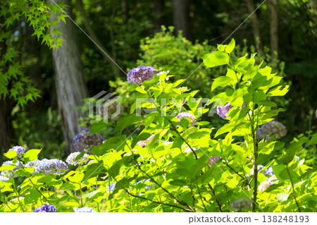 Hydrangeas blooming amidst the fresh greenery at Sankeien, a famous spot for hydrangeas. Hydrangeas blooming amidst the fresh greenery at Sankeien, a famous spot for hydrangeas. 138248193