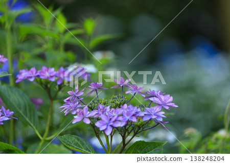 三溪園是著名的繡球花觀賞地，這裡盛開著繡球花。 138248204