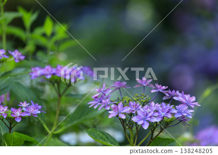 Hydrangea flowers at Sankeien, a famous spot for hydrangeas. 138248205