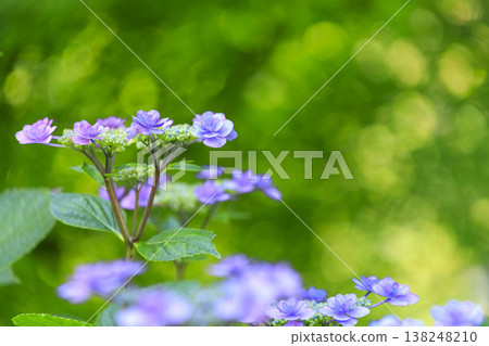 三溪園是著名的繡球花觀賞地,這裡盛開著繡球花。 三溪園是著名的繡球花觀賞地,這裡盛開著繡球花。 138248210