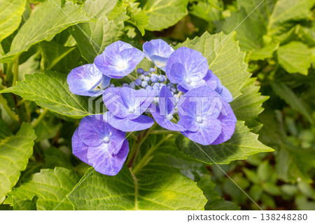 Hydrangea flowers (Atsumi Shibori dyeing) Hydrangea flowers (Atsumi Shibori dyeing) 138248280