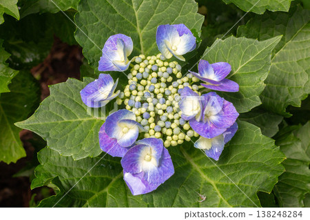 Hydrangea flowers (Atsumi Shibori dyeing) Hydrangea flowers (Atsumi Shibori dyeing) 138248284