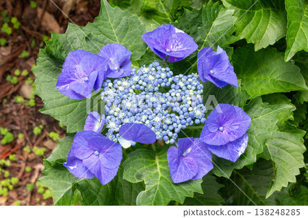 繡球花（渥美紮染） 138248285