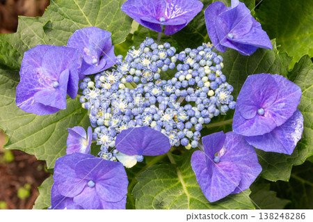 繡球花（渥美紮染） 138248286