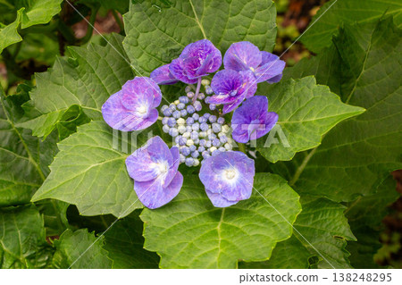 Hydrangea flowers (Atsumi Shibori dyeing) Hydrangea flowers (Atsumi Shibori dyeing) 138248295