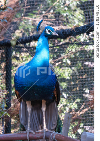 Peacocks at Izu Shaboten Animal Park Peacocks at Izu Shaboten Animal Park 138248310