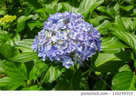繡球花(手鞠手鞠) 繡球花(手鞠手鞠) 138248353