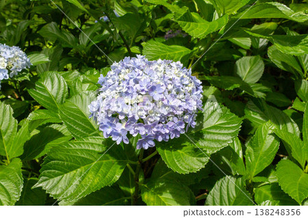 Hydrangea flowers (Temari Temari) Hydrangea flowers (Temari Temari) 138248356