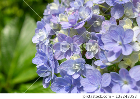 Hydrangea flowers (Temari Temari) Hydrangea flowers (Temari Temari) 138248358