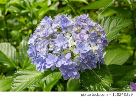 Hydrangea flowers (Temari Temari) Hydrangea flowers (Temari Temari) 138248359