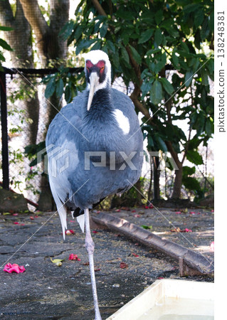 伊豆沙博天動物園的鶴 伊豆沙博天動物園的鶴 138248381
