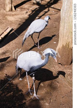 伊豆沙博天動物園的鶴 伊豆沙博天動物園的鶴 138248383