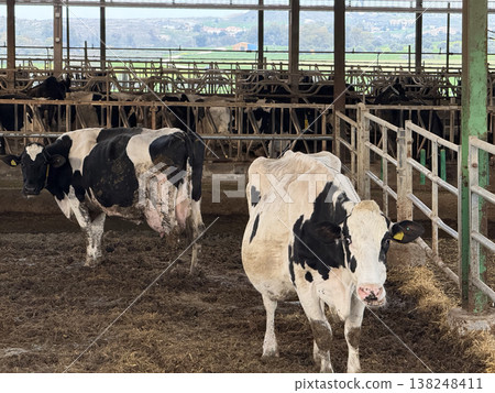 Meat and dairy farm, animals in the barnyard. Cattle breeding, dairy cow breeding. Meat and dairy farm, animals in the barnyard. Cattle breeding, dairy cow breeding. 138248411