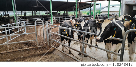 Meat and dairy farm, animals in the barnyard. Cattle breeding, dairy cow breeding. 138248412