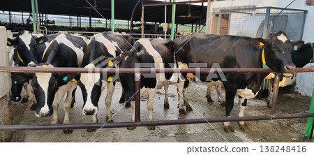 Meat and dairy farm, animals in the barnyard. Cattle breeding, dairy cow breeding. Meat and dairy farm, animals in the barnyard. Cattle breeding, dairy cow breeding. 138248416