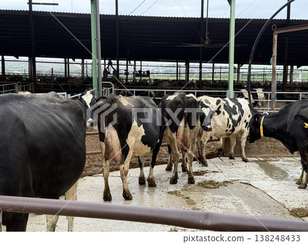 Meat and dairy farm, animals in the barnyard. Cattle breeding, dairy cow breeding. Meat and dairy farm, animals in the barnyard. Cattle breeding, dairy cow breeding. 138248433