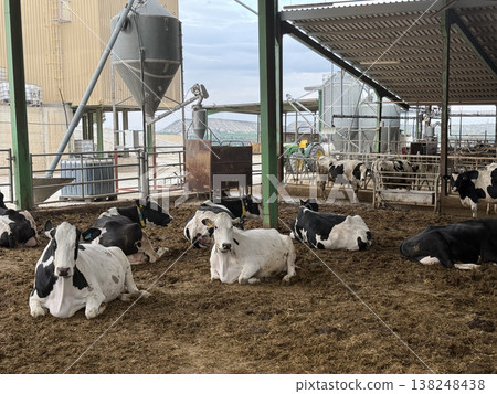 Meat and dairy farm, animals in the barnyard. Cattle breeding, dairy cow breeding. 138248438