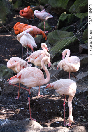 Flamingo at Izu Shaboten Zoo Flamingo at Izu Shaboten Zoo 138248466