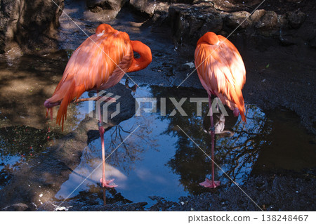 Flamingo at Izu Shaboten Zoo Flamingo at Izu Shaboten Zoo 138248467