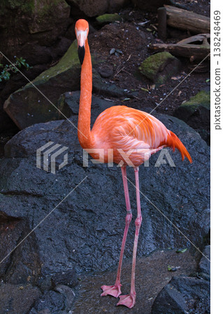 Flamingo at Izu Shaboten Zoo Flamingo at Izu Shaboten Zoo 138248469