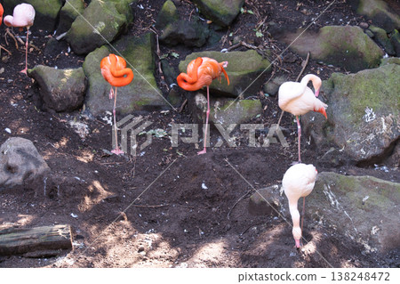 Flamingo at Izu Shaboten Zoo Flamingo at Izu Shaboten Zoo 138248472