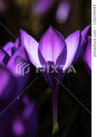 Purple Crocus Flower Close-Up with Soft Light and Contrast 138248483