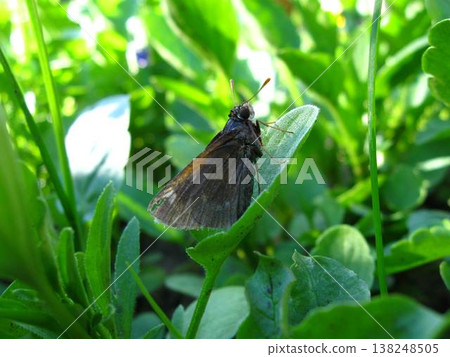 Dun Skipper Relaxing In The Garden Dun Skipper Relaxing In The Garden 138248505