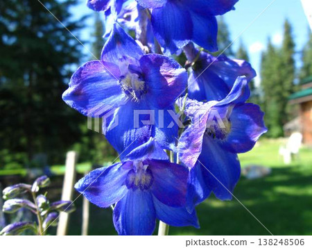 Closeup Of Deep Blue Larkspur 138248506