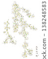 A watercolor illustration of the pure white flowers of the spirea, a spring plant. 138248583