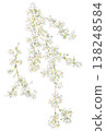 A watercolor illustration of the pure white flowers of the spirea, a spring plant. 138248584